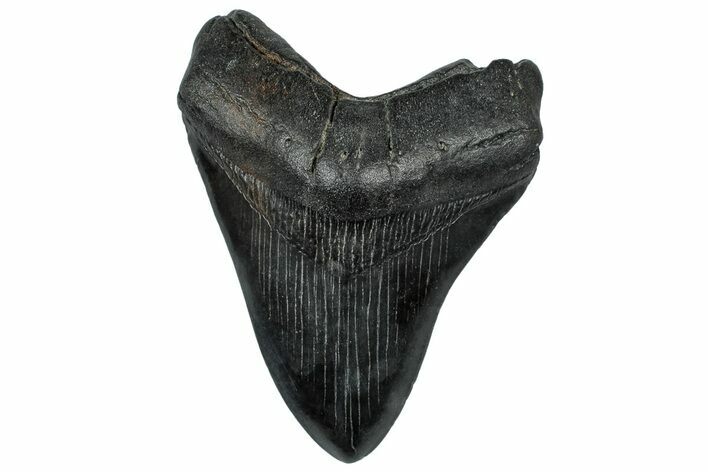 Fossil Megalodon Tooth - South Carolina #300225